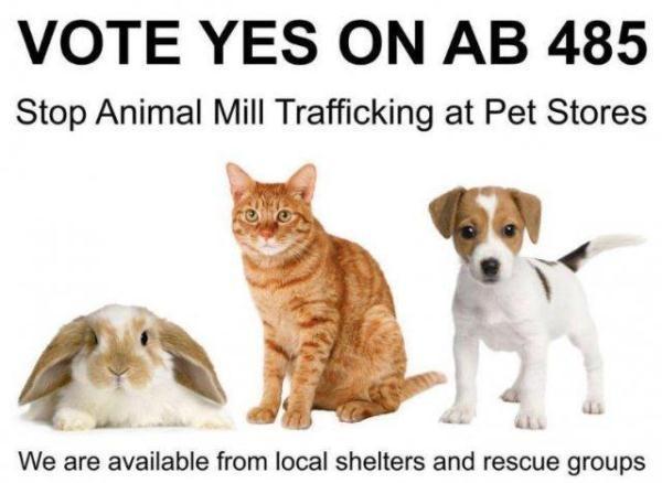 美国加州实施新法规：宠物店只能卖获救动物