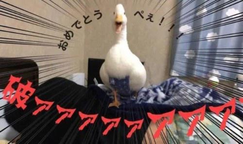 0b7b02087bf40ad13a05c3e159a29cdba8ecce65.jpeg 0b7b02087bf40ad13a05c3e159a29cdba8ecce65.jpeg